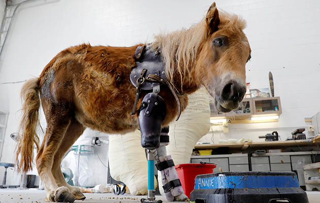 Mini Horse Who Lost Her Leg